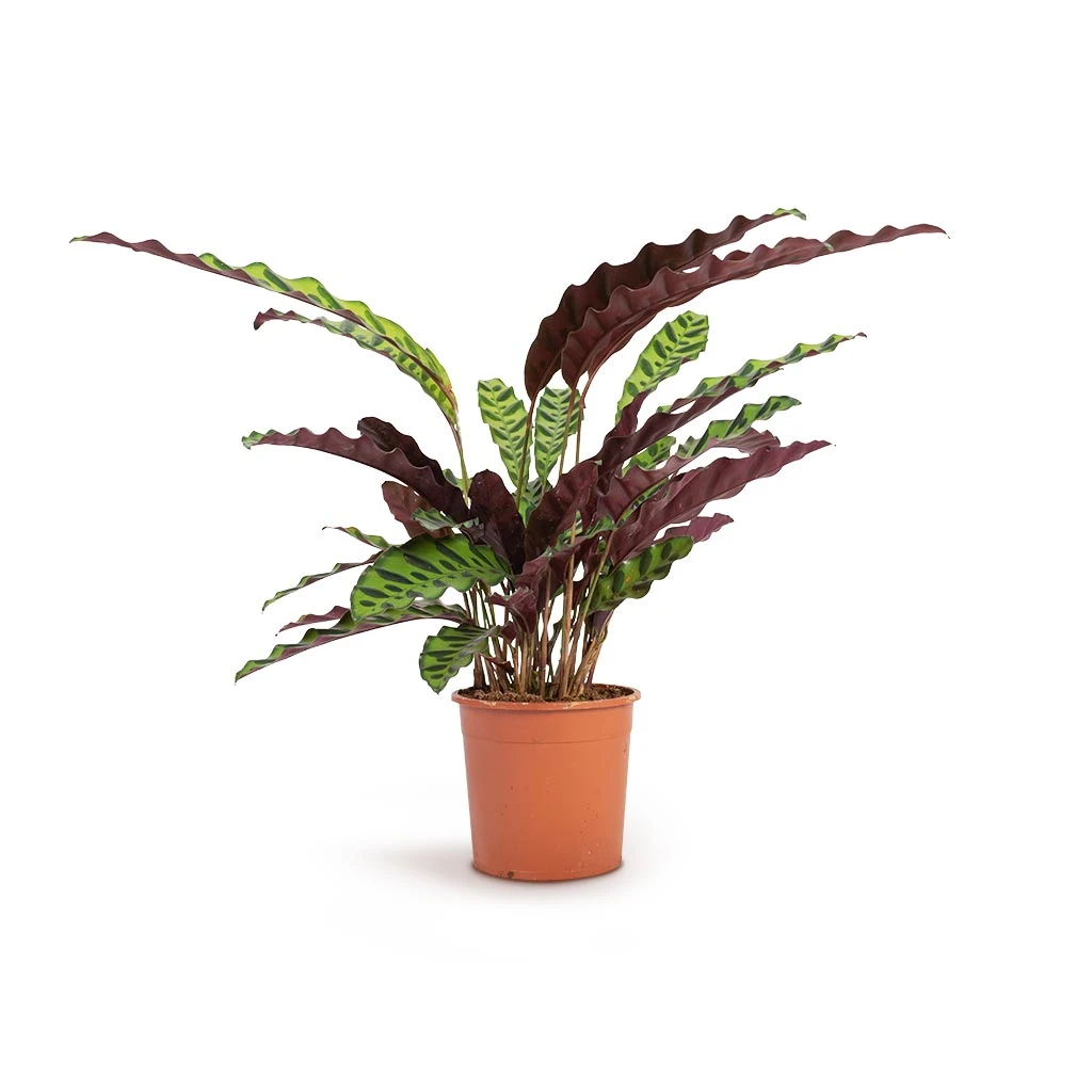 Calathea Lancifolia - Rattlesnake Plant 5 Calathea Lancifolia - Rattlesnake Plant - Image 5