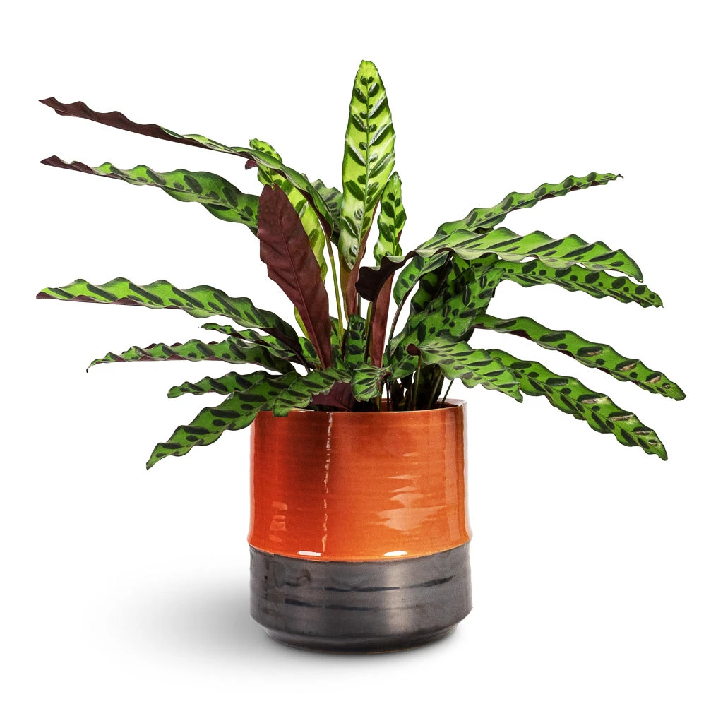 Calathea Lancifolia - Rattlesnake Plant 4 Calathea Lancifolia - Rattlesnake Plant - Image 4