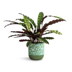 Ocean Glaze Plant Pot - Emerald 19 Ocean Glaze Plant Pot - Emerald -HORTOLOGY Plants Sale Calathea lancifolia Rattlesnake Plant 17x60cm Ocean Glaze Plant Pot Emerald 18x18cm e10a7034 b897 4a08 b5c1 cbebccecf56b