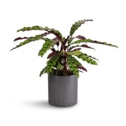 Calathea Lancifolia - Rattlesnake Plant 20 Calathea Lancifolia - Rattlesnake Plant -HORTOLOGY Plants Sale Calathea lancifolia Rattlesnake Plant 17x60cm Puk Plant Pot Black Washed 20x20cm