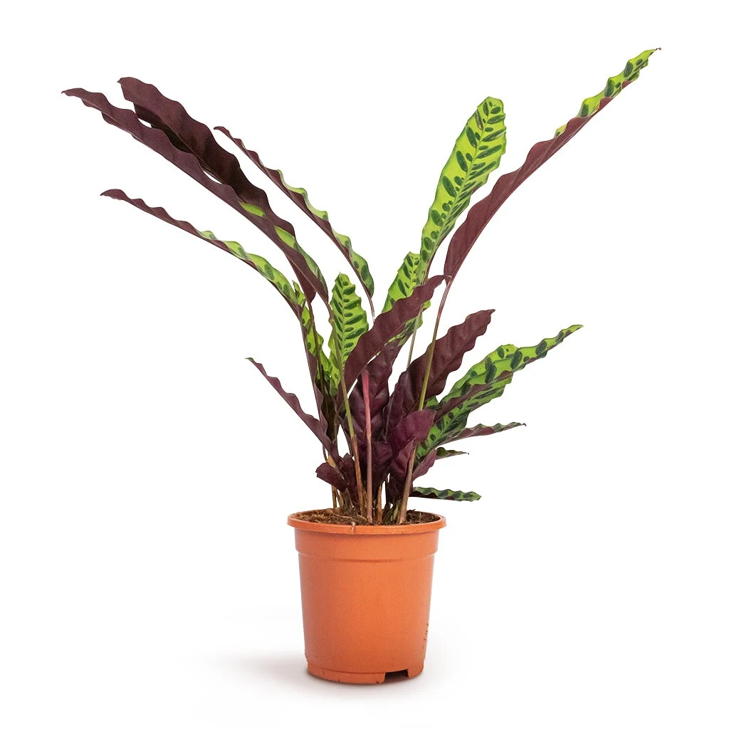 Calathea Lancifolia - Rattlesnake Plant 8 Calathea Lancifolia - Rattlesnake Plant - Image 8