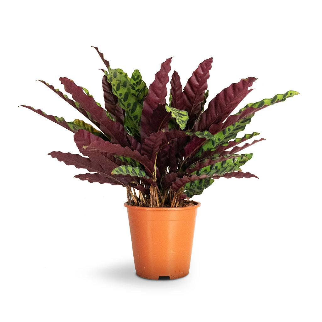 Calathea Lancifolia - Rattlesnake Plant 10 Calathea Lancifolia - Rattlesnake Plant - Image 10