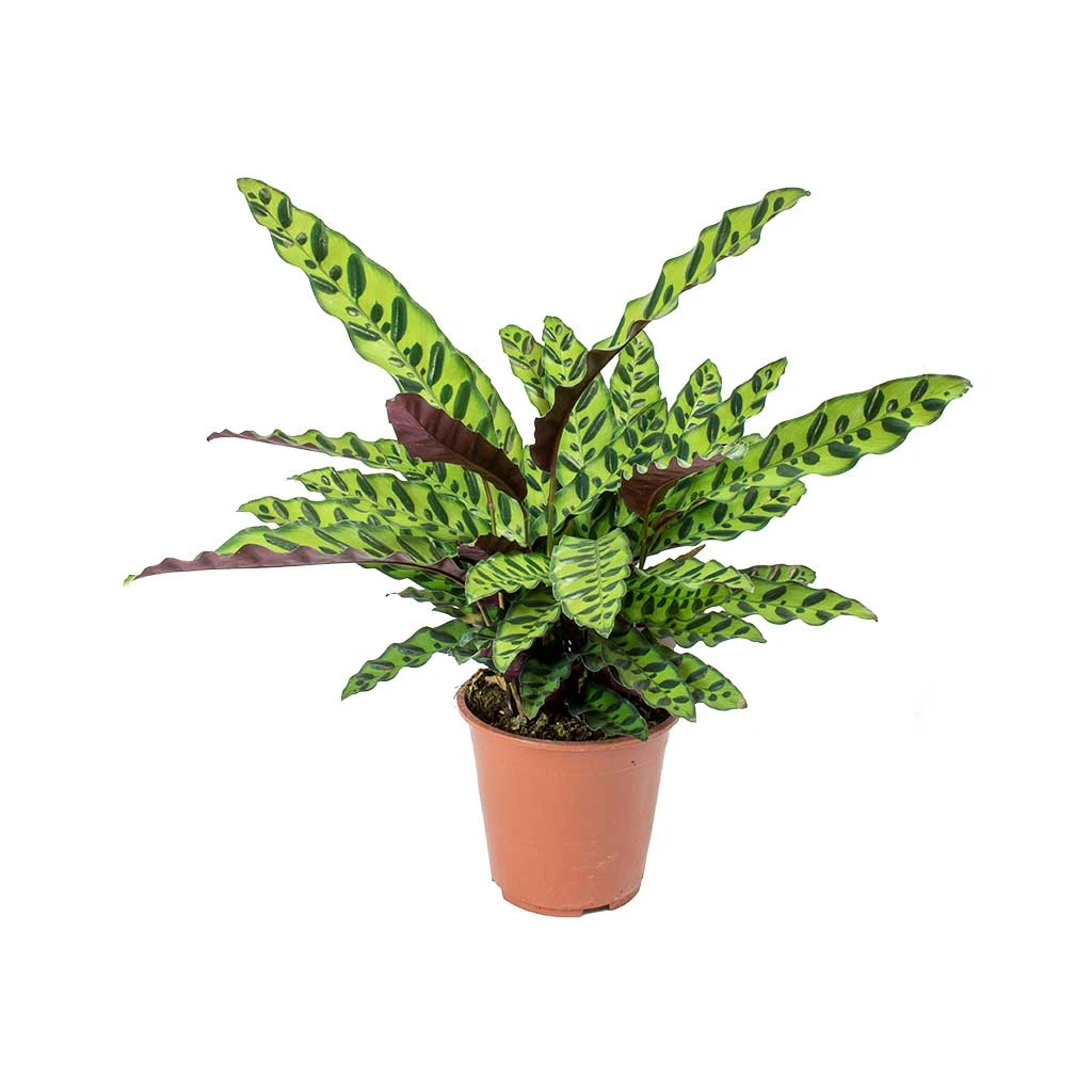 Calathea Lancifolia - Rattlesnake Plant 12 Calathea Lancifolia - Rattlesnake Plant - Image 12