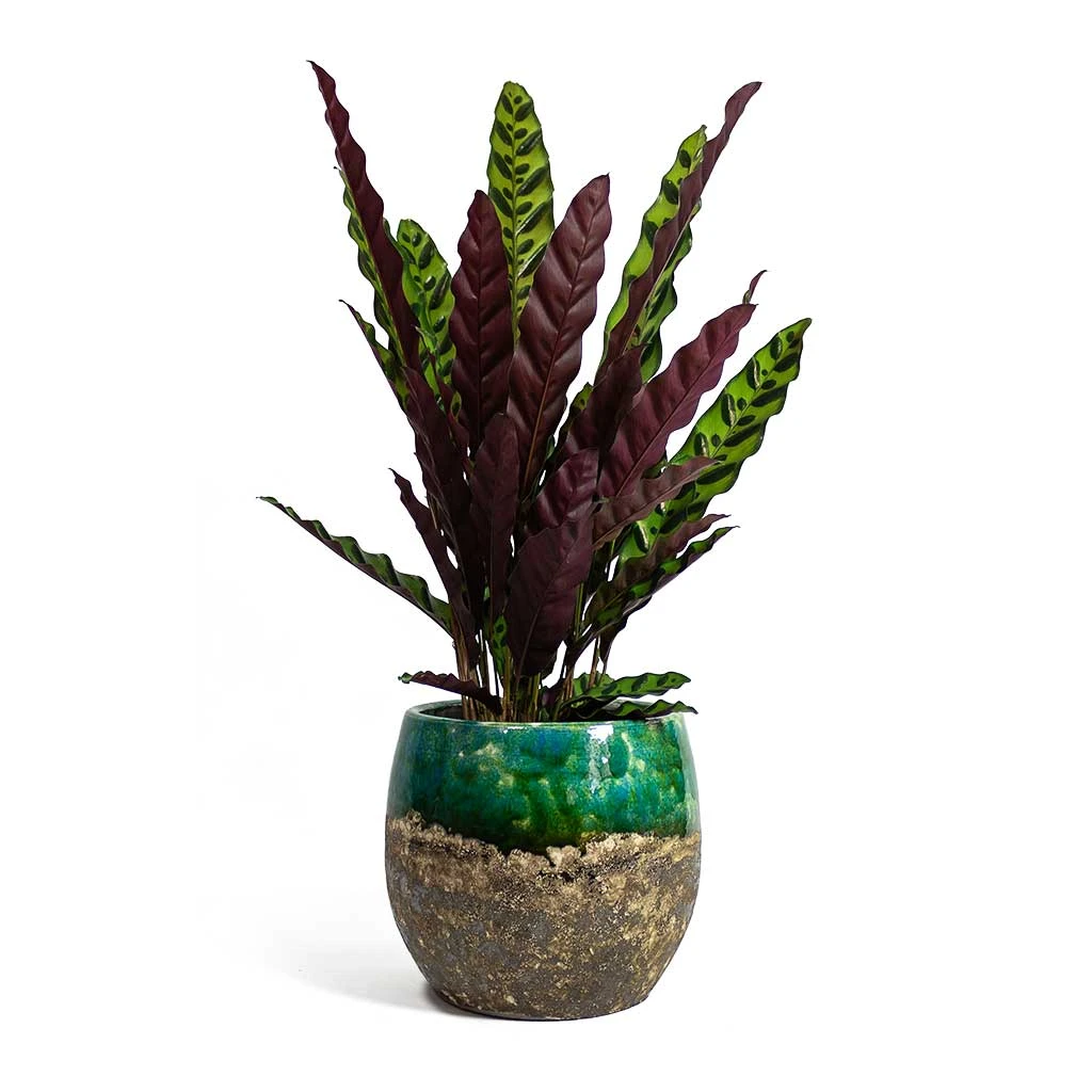 Calathea Lancifolia - Rattlesnake Plant 6 Calathea Lancifolia - Rattlesnake Plant - Image 6