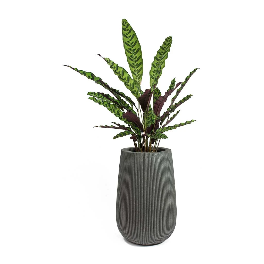 Patt High Ridged Planter - Dark Grey 13 Patt High Ridged Planter - Dark Grey - Image 13