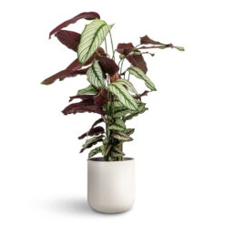 Lisbon Plant Pot - Light Grey 20 Lisbon Plant Pot - Light Grey -HORTOLOGY Plants Sale Calathea majestica White Star 19x75cm Lisbon Plant Pot Light Grey 21x21cm