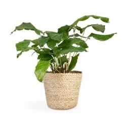Calathea Musaica Network -HORTOLOGY Plants Sale Calathea musaica Network 12x30cm Selin Plant Basket Jute 18x16cm 2