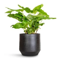 Norell Plant Pot - Black 37 Norell Plant Pot - Black -HORTOLOGY Plants Sale Calathea musaica Network 17x50cm Norell Plant Pot Black 21x20cm 4f277232 92fb 4ac5 8b16 d66a616ae96e