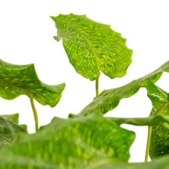 Calathea Musaica Network -HORTOLOGY Plants Sale Calathea musaica Network DETAIL