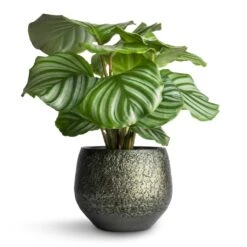 Noor Plant Pot - Velvet Green 32 Noor Plant Pot - Velvet Green -HORTOLOGY Plants Sale Calathea orbifolia 12x35cm Noor Plant Pot Velvet Green 16x13cm 5c898efa 455e 4eef 8340 df9263518349