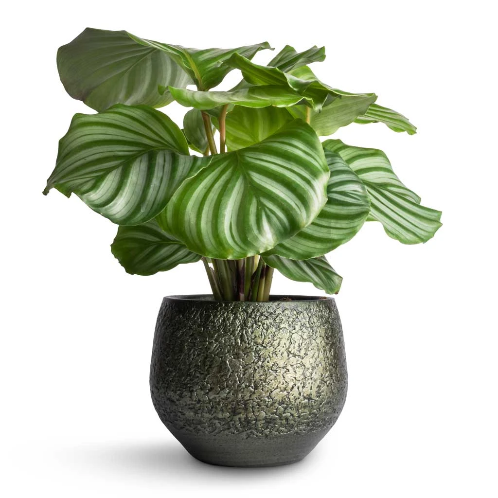 Noor Plant Pot - Velvet Green 13 Noor Plant Pot - Velvet Green - Image 13