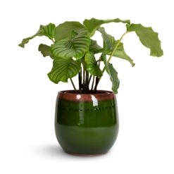 Charlotte Plant Pot - Green 39 Charlotte Plant Pot - Green -HORTOLOGY Plants Sale Calathea orbifolia 21x60cm Charlotte Plant Pot Green 29x25cm 77f86588 bd70 4021 b4b9 bbcd5a1bc0e3