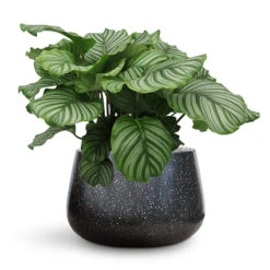 Terrazzo Darcy Planter - Black 20 Terrazzo Darcy Planter - Black -HORTOLOGY Plants Sale Calathea orbifolia Terrazzo Darcy Planter Black