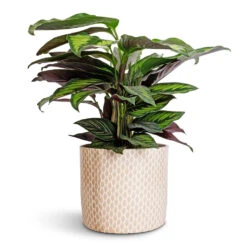 Lazzaro Plant Pot - Taupe Garland -HORTOLOGY Plants Sale Calathea ornata Beauty Star 14x50cm Lazzaro Plant Pot Taupe Garland 18x16cm