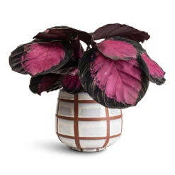 Moda Plant Pot - Moon Lattice 11 Moda Plant Pot - Moon Lattice -HORTOLOGY Plants Sale Calathea picturata Crimson 14x50cm Moda Pot Moon Lattice 18x15cm