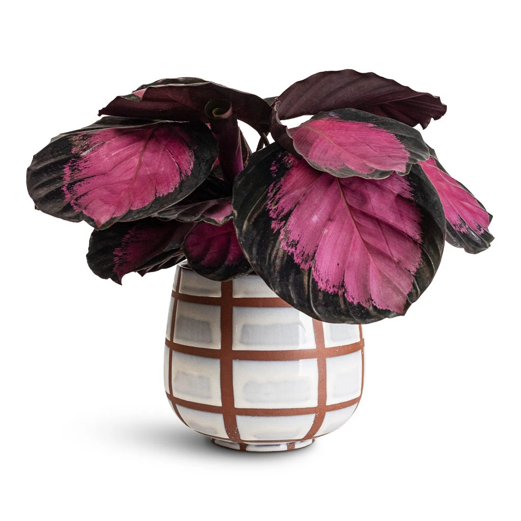 Moda Plant Pot - Moon Lattice 6 Moda Plant Pot - Moon Lattice - Image 6