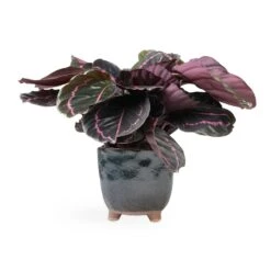 Kaat Plant Pot - Petrol -HORTOLOGY Plants Sale Calathea roseopicta Dottie Rose Painted Calathea 14x45cm Kaat Plant Pot Petrol 16x16cm 6adc0610 df9e 4165 bfab 23b6552aa7dc