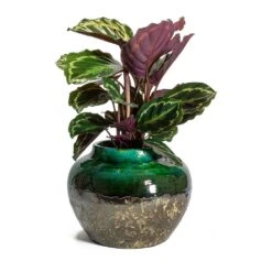 Lindy Jar Plant Pot - Black Green 10 Lindy Jar Plant Pot - Black Green -HORTOLOGY Plants Sale Calathea roseopicta Medallion Lindy Jar Plant Pot Black Green