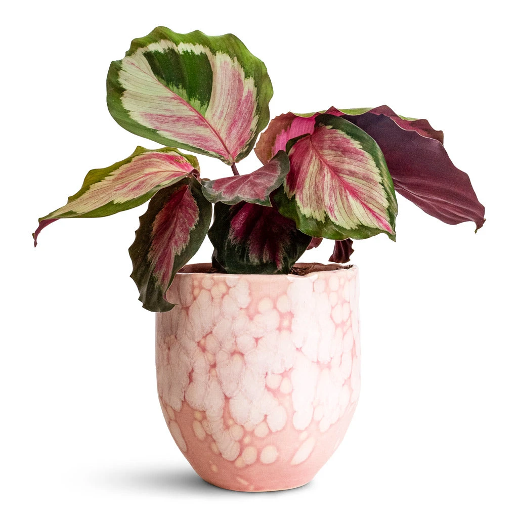 Calathea Roseopicta Rosy - Rose Painted Calathea 1 Calathea Roseopicta Rosy - Rose Painted Calathea