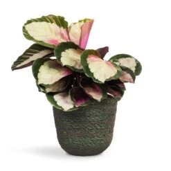 Calathea Roseopicta Rosy - Rose Painted Calathea 13 Calathea Roseopicta Rosy - Rose Painted Calathea -HORTOLOGY Plants Sale Calathea roseopicta Rosy Rose Painted Calathea 12x35cm Nelis Plant Basket Green 16x16cm