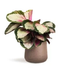 Calathea Roseopicta Rosy - Rose Painted Calathea 14 Calathea Roseopicta Rosy - Rose Painted Calathea -HORTOLOGY Plants Sale Calathea roseopicta Rosy Rose Painted Calathea 12x35cm Patt Plant Pot Ash Brown 17x14cm