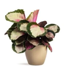 Calathea Roseopicta Rosy - Rose Painted Calathea 12 Calathea Roseopicta Rosy - Rose Painted Calathea -HORTOLOGY Plants Sale Calathea roseopicta Rosy Rose Painted Calathea 12x35cm Sven Plant Pot Mint 15x12cm