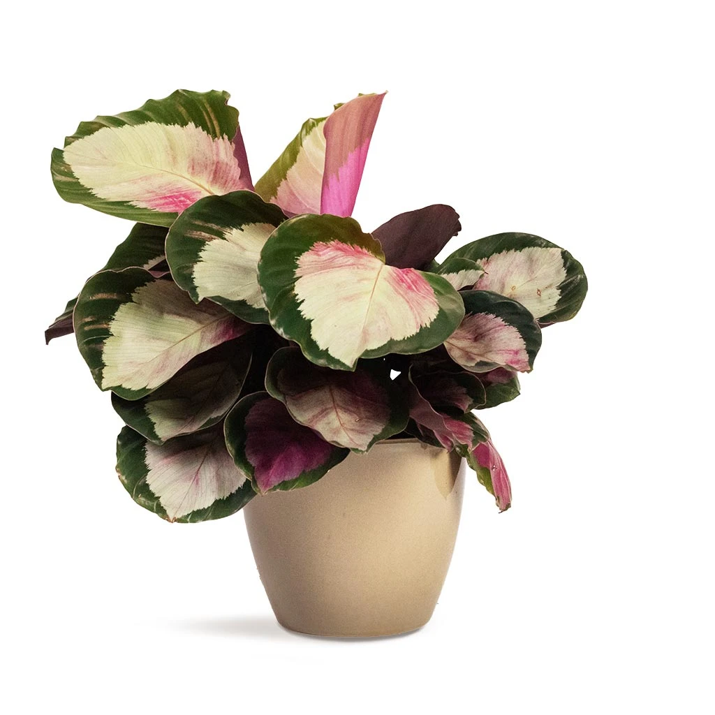 Calathea Roseopicta Rosy - Rose Painted Calathea 4 Calathea Roseopicta Rosy - Rose Painted Calathea - Image 4