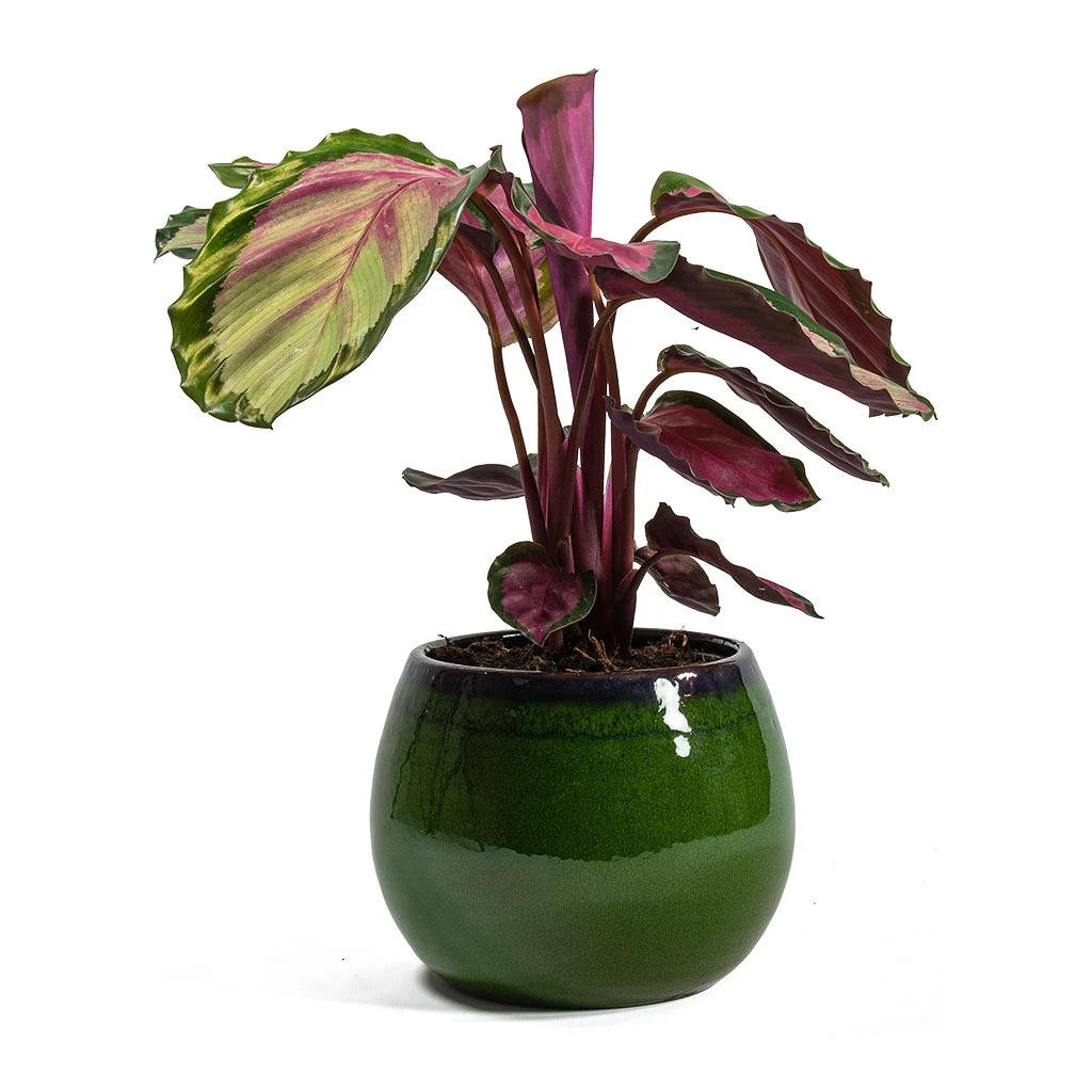 Calathea Roseopicta Rosy - Rose Painted Calathea 7 Calathea Roseopicta Rosy - Rose Painted Calathea - Image 7
