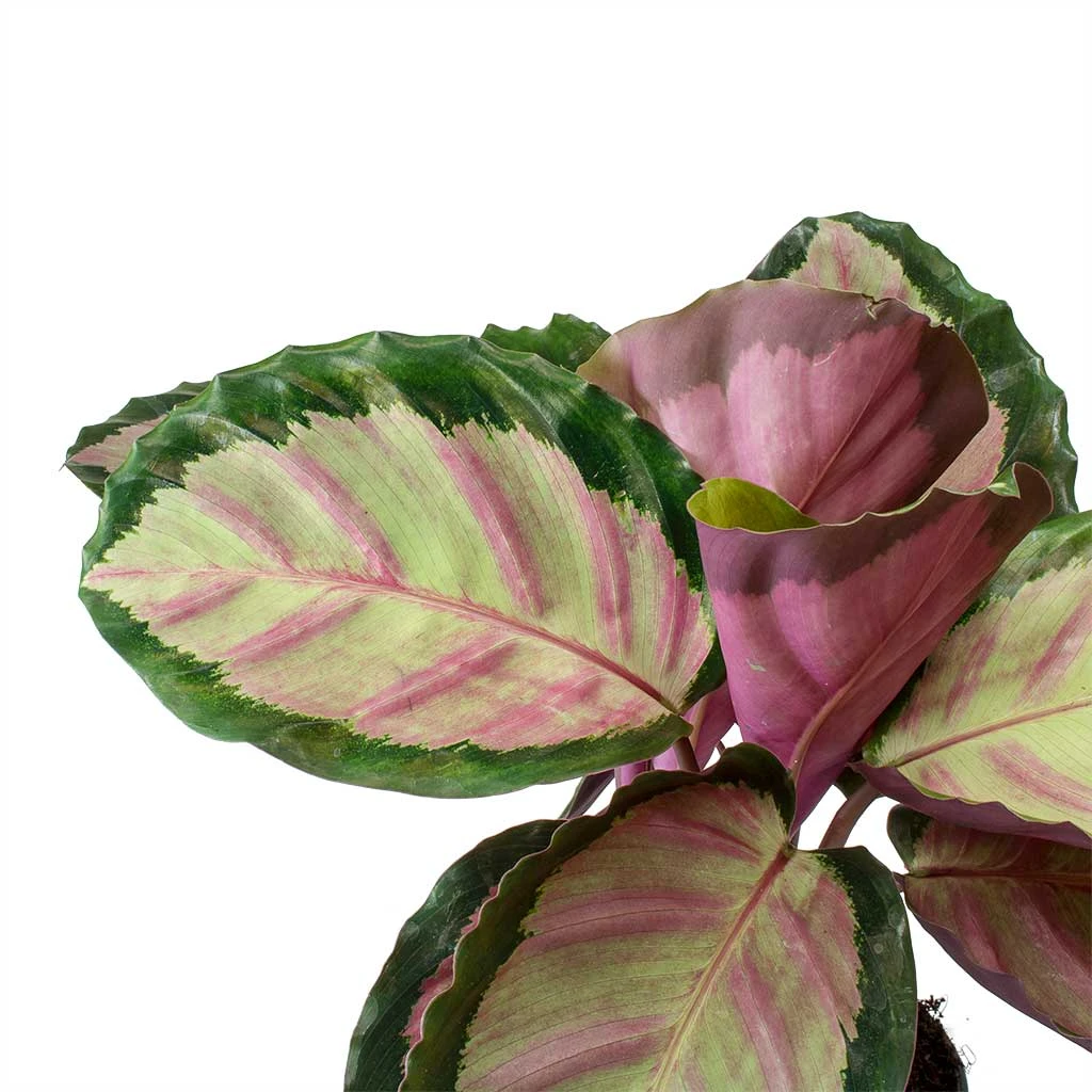 Calathea Roseopicta Rosy - Rose Painted Calathea 2 Calathea Roseopicta Rosy - Rose Painted Calathea - Image 2
