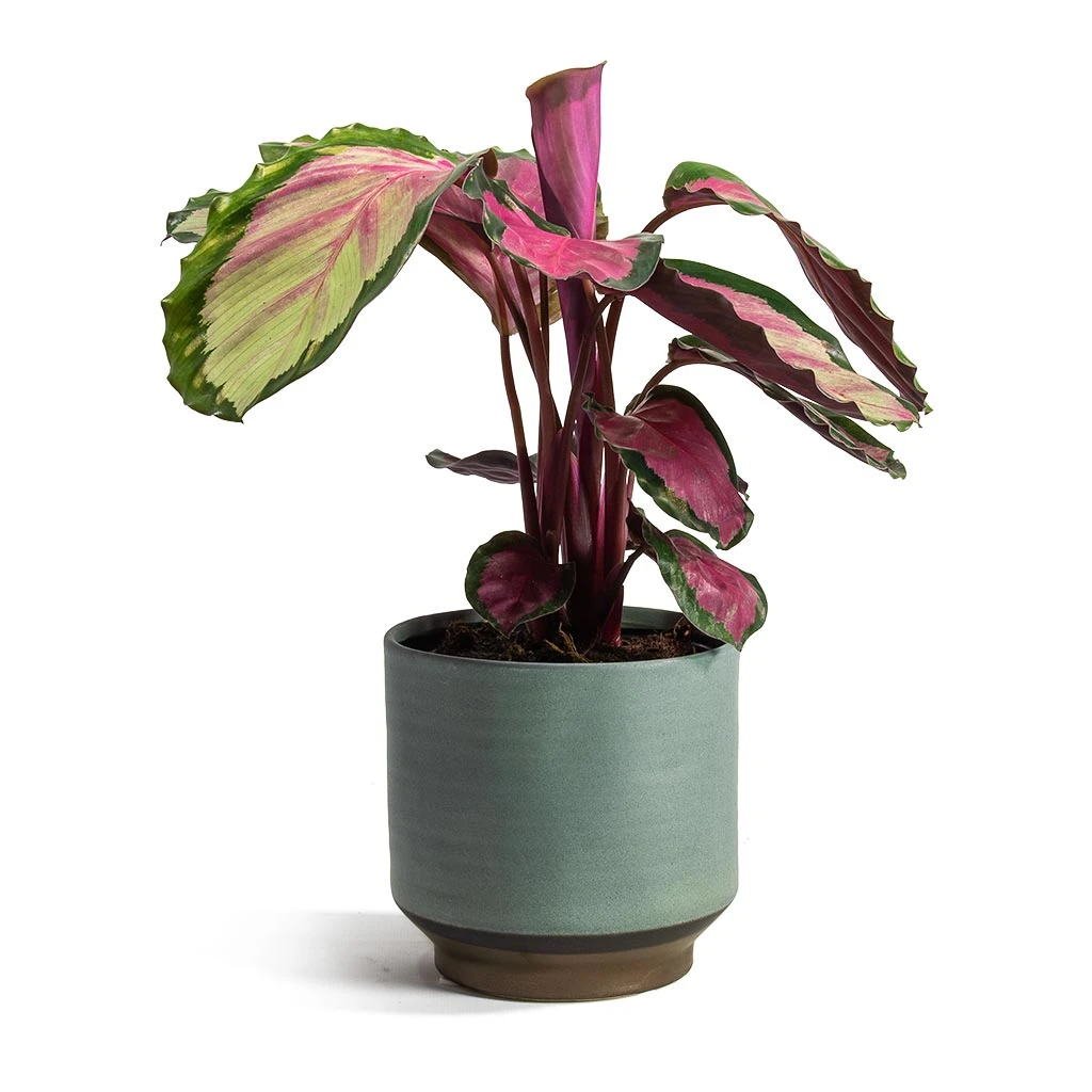 Calathea Roseopicta Rosy - Rose Painted Calathea 8 Calathea Roseopicta Rosy - Rose Painted Calathea - Image 8