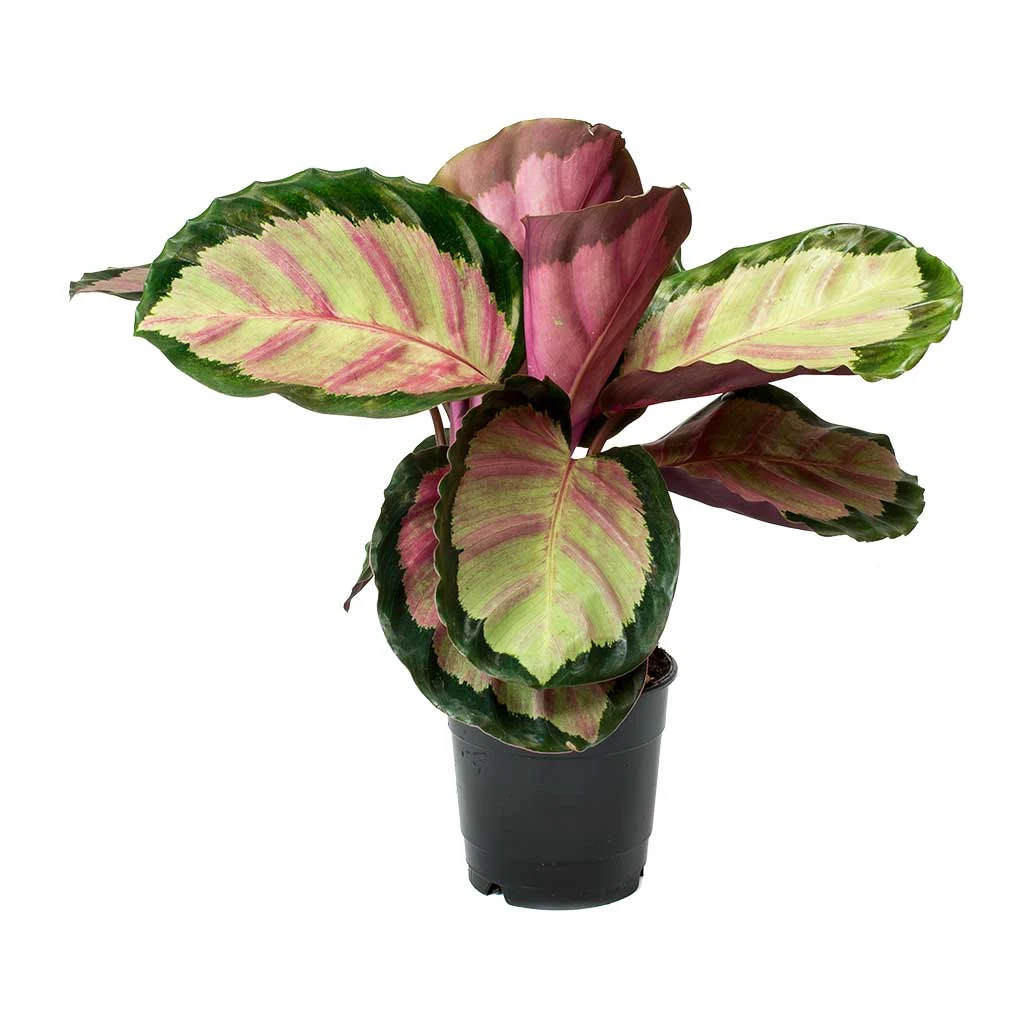 Calathea Roseopicta Rosy - Rose Painted Calathea 3 Calathea Roseopicta Rosy - Rose Painted Calathea - Image 3