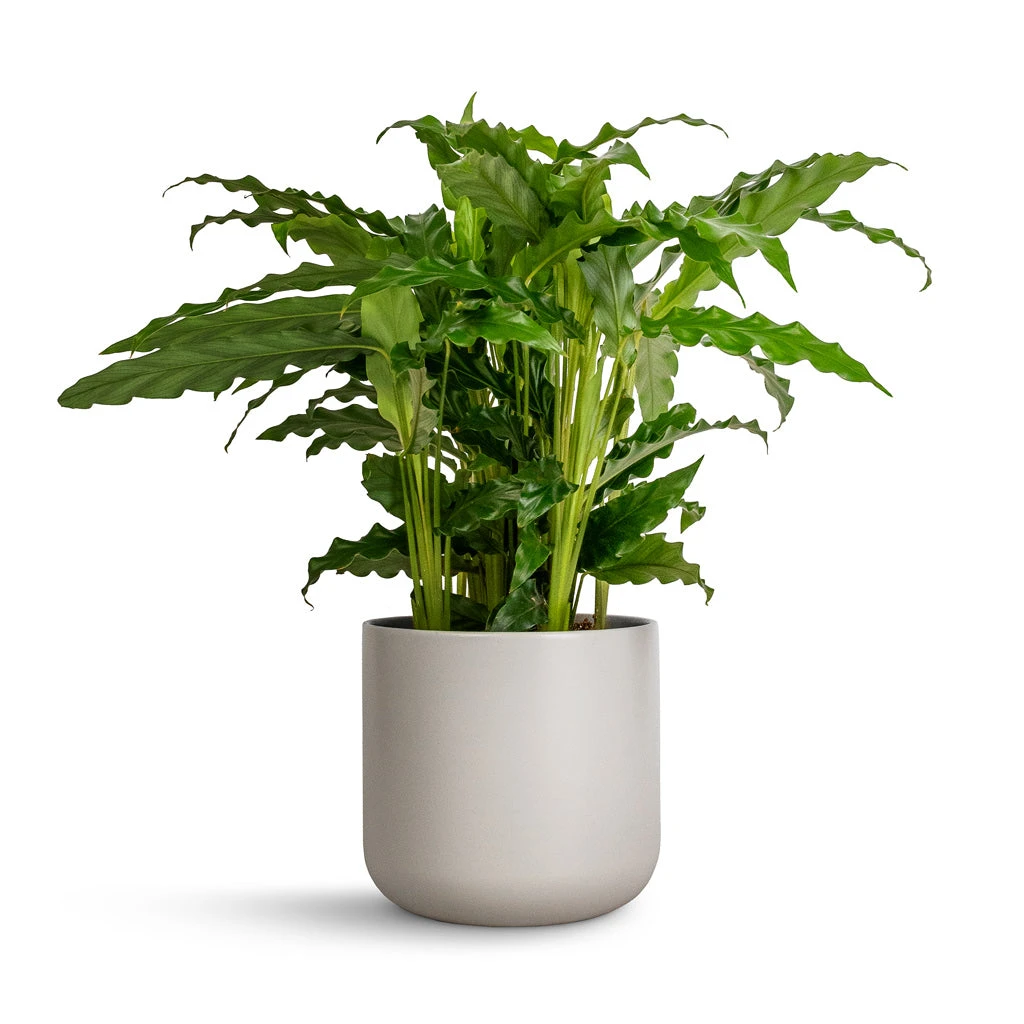 Lisbon Plant Pot - Light Grey 6 Lisbon Plant Pot - Light Grey - Image 6
