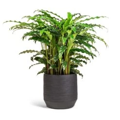 Norell Plant Pot - Black 24 Norell Plant Pot - Black -HORTOLOGY Plants Sale Calathea rufibarba Bluegrass Velvet Calathea 17x60cm Norell Plant Pot Black 21x20cm 2a568be6 cb39 4ca2 b7da a472101109d8
