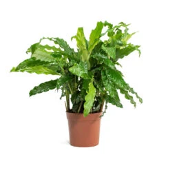 Calathea Rufibarba Bluegrass - Velvet Calathea -HORTOLOGY Plants Sale Calathea rufibarba Green Velvet Calathea 14cm