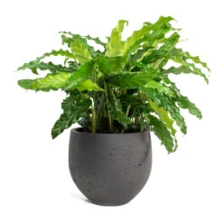 Mini Orb Kevan Plant Pot - Black Washed -HORTOLOGY Plants Sale Calathea rufibarba Green Velvet Calathea Mini Orb Kevan Plant Pot Black Washed 10765077 ef0b 4d1a a7e8 fa4cdaf60a7d