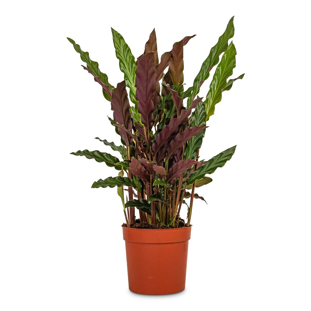 Calathea Rufibarba - Velvet Calathea 3 Calathea Rufibarba - Velvet Calathea - Image 3