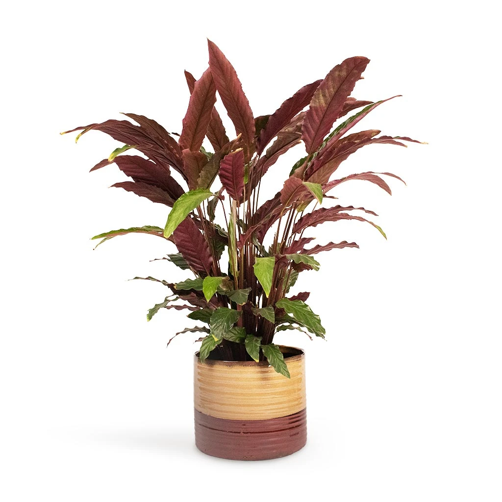 Calathea Rufibarba - Velvet Calathea 9 Calathea Rufibarba - Velvet Calathea - Image 9
