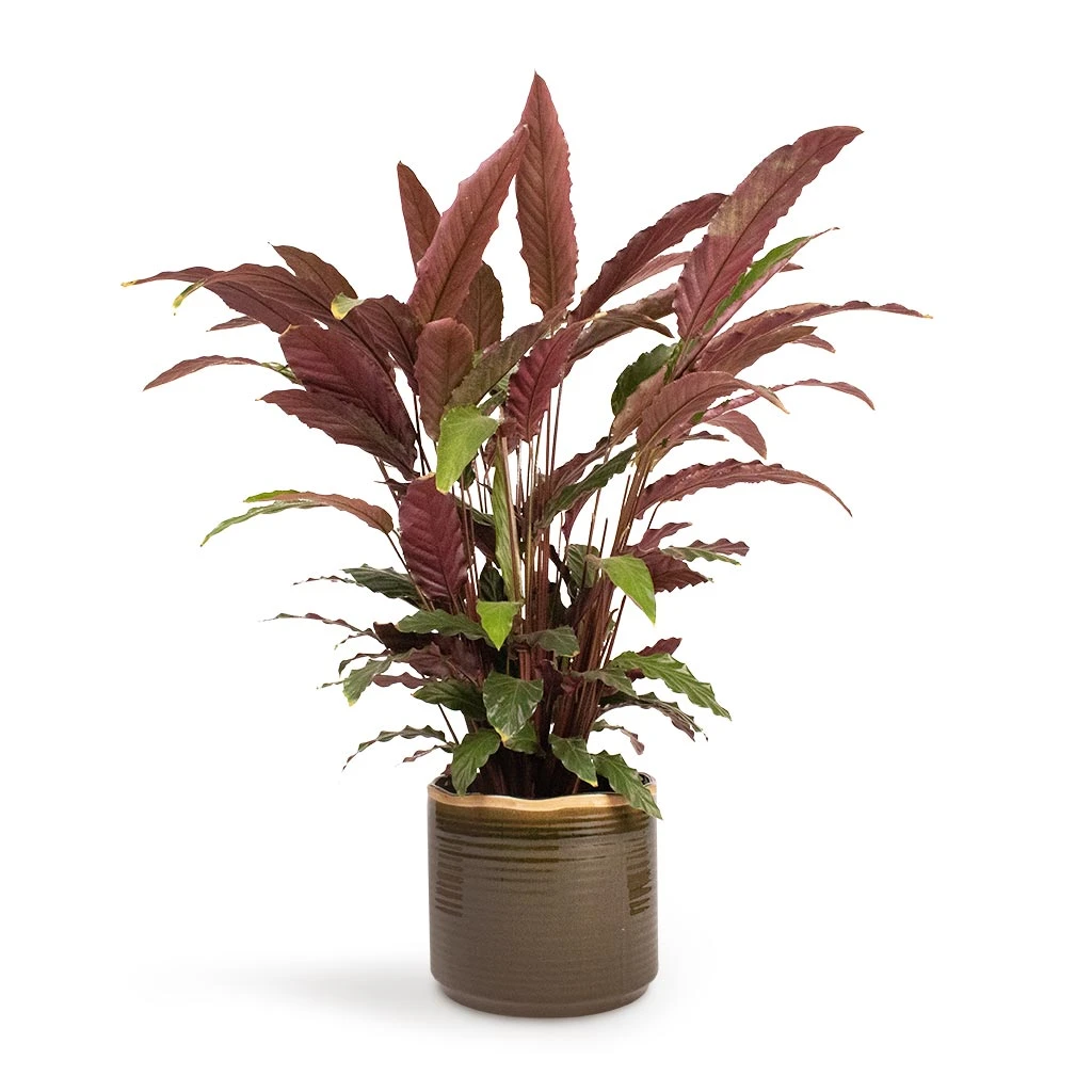 Calathea Rufibarba - Velvet Calathea 6 Calathea Rufibarba - Velvet Calathea - Image 6