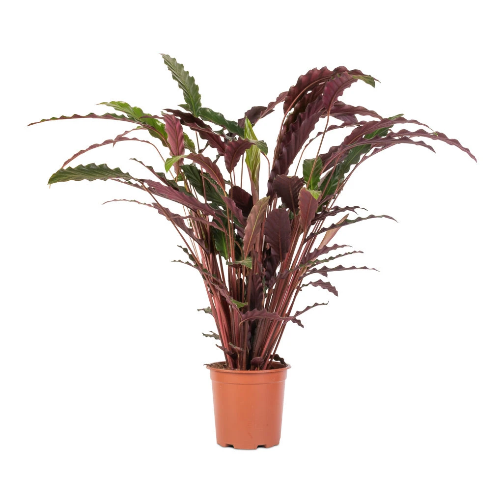 Calathea Rufibarba - Velvet Calathea 7 Calathea Rufibarba - Velvet Calathea - Image 7
