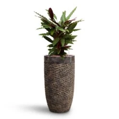 Luxe Lite Layer Partner Planter - Bronze -HORTOLOGY Plants Sale Calathea rufibarba Velvet Calathea HydroCare Luxe Lite Layer Partner Planter Bronze b0df9dca 2ace 48d1 bca5 388205592022