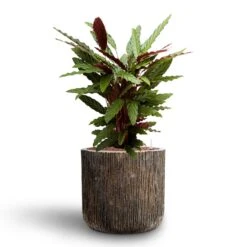 Calathea Rufibarba - Velvet Calathea - HydroCare -HORTOLOGY Plants Sale Calathea rufibarba Velvet Calathea Hydroculture Luxe Lite Waterfall Cylinder Planter Bronze