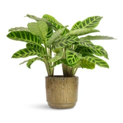Cille Plant Pot - Forest -HORTOLOGY Plants Sale Calathea zebrina Zebra Plant 14x45cm Cille Plant Pot Forest 21x20cm 1