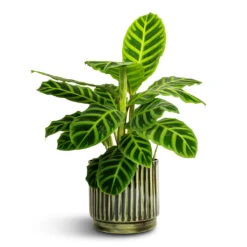 Nella Forest Green Distressed Metal Plant Pot – Ribbed Sage & Red Tones Indoor Planter -HORTOLOGY Plants Sale Calathea zebrina Zebra Plant 14x45cm Nella Plant Pot Forest 16x15cm ae4125e6 4e7b 4f8c b31e 6ccbf1c6d32c