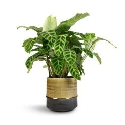 Marlijn Thyme Sage and Denim Blue Two-Tone Glazed Ceramic Indoor Plant Pot 34 Marlijn Thyme Sage and Denim Blue Two-Tone Glazed Ceramic Indoor Plant Pot -HORTOLOGY Plants Sale Calathea zebrina Zebra Plant 19x60cm Marlijn Plant Pot Thyme 21x21cm 1