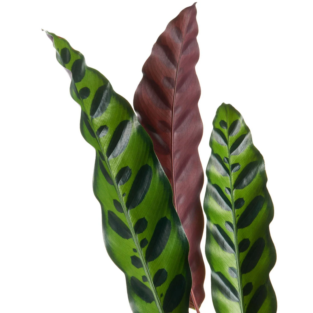 Calathea Lancifolia - Rattlesnake Plant 11 Calathea Lancifolia - Rattlesnake Plant - Image 11