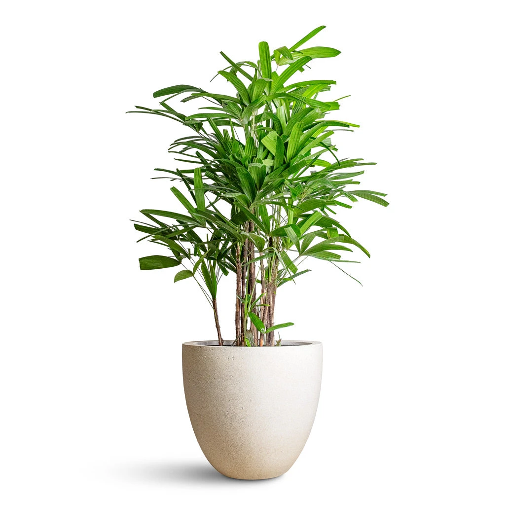 Caryota Mitis - Fish Tail Palm 1 Caryota Mitis - Fish Tail Palm