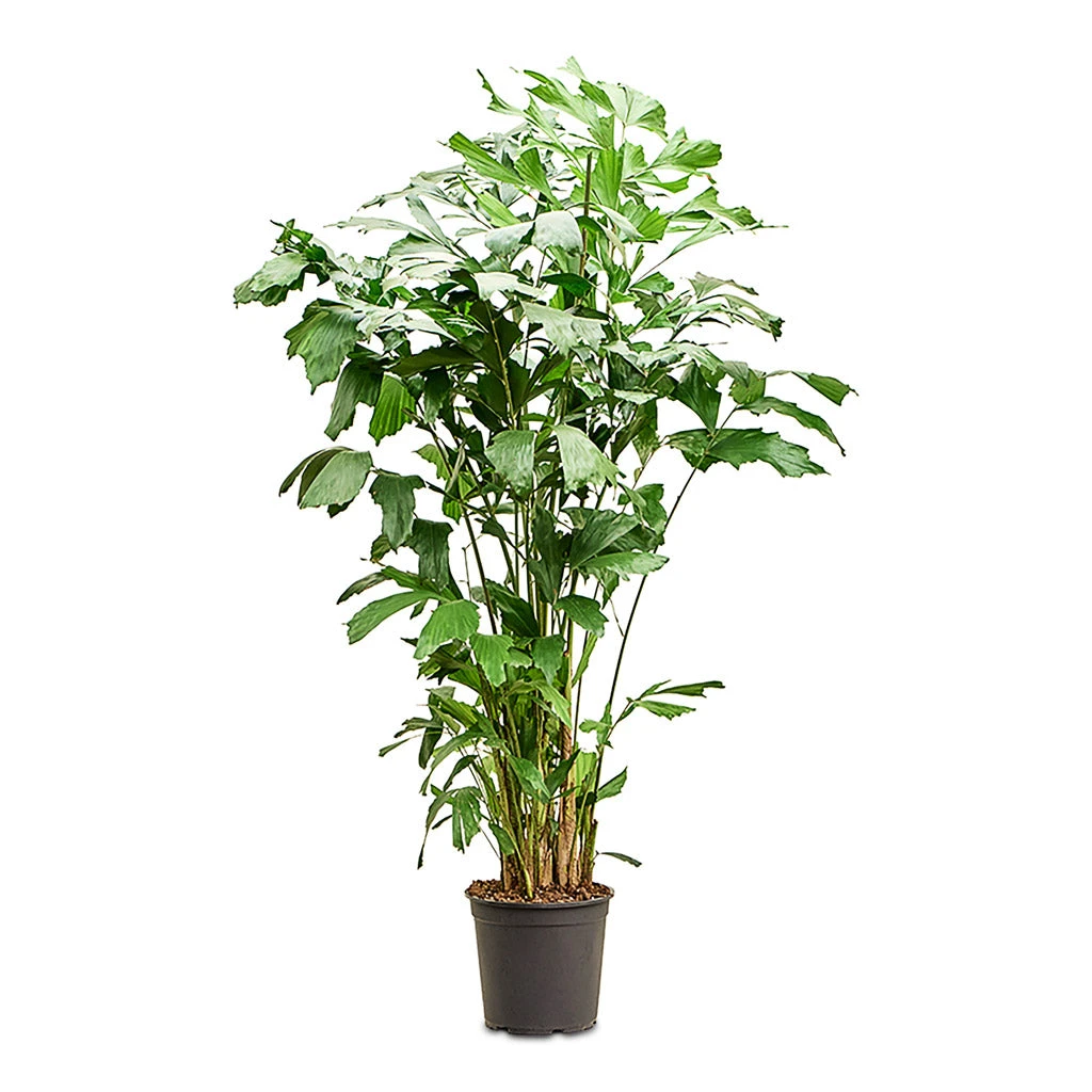 Caryota Mitis - Fish Tail Palm 7 Caryota Mitis - Fish Tail Palm - Image 7