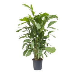 Caryota Mitis - Fish Tail Palm 13 Caryota Mitis - Fish Tail Palm -HORTOLOGY Plants Sale Caryota mitis Fish Tail Palm 24cm