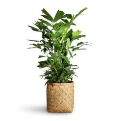 Zayn Natural Woven Bamboo with Cement Lining – Retro Footed Indoor and Outdoor Planter -HORTOLOGY Plants Sale Caryota mitis Fish Tail Palm 24x115cm Zayn Bamboo Planter 31.5x33cm 2 8c91a857 9056 4fc9 91bb 49927de47e7f
