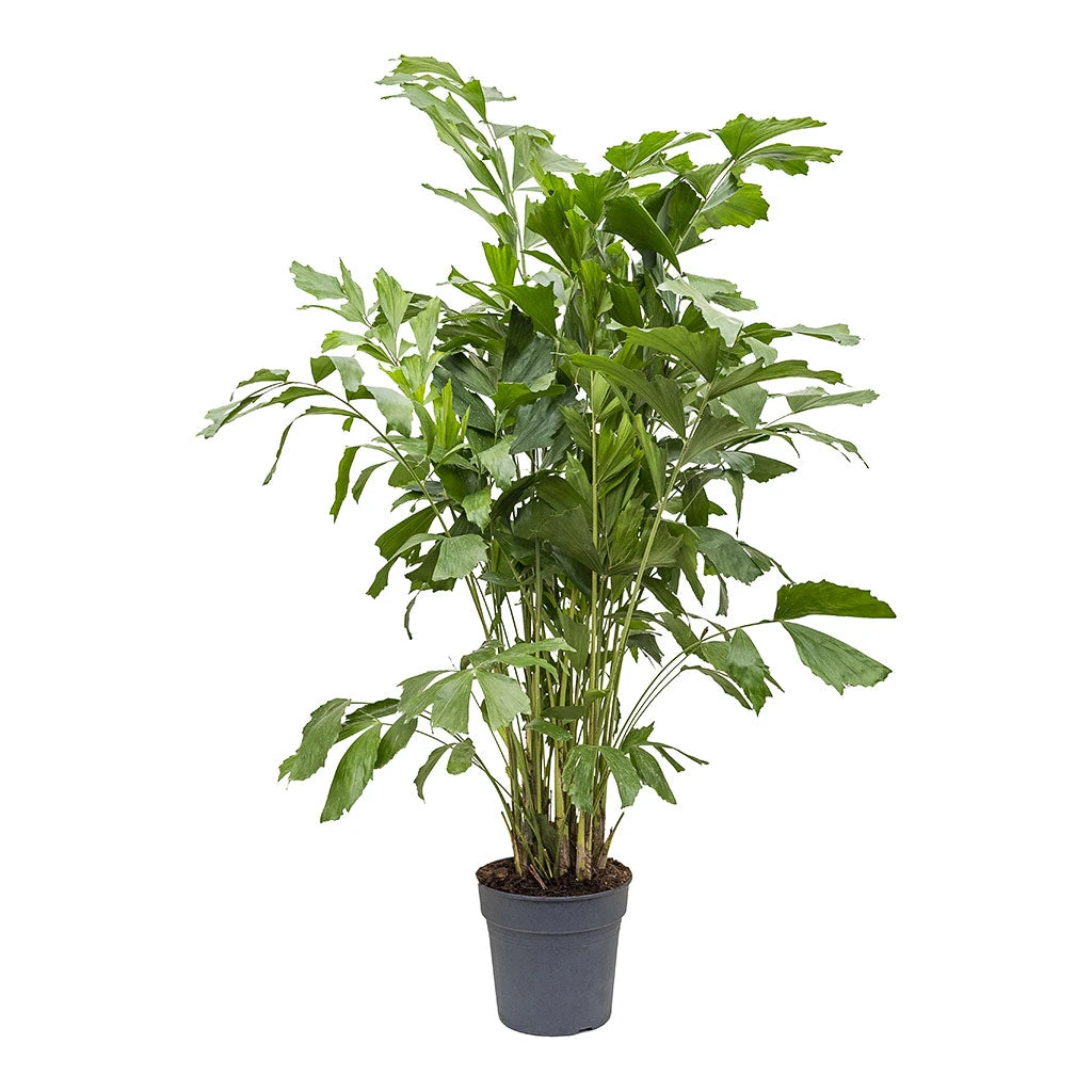 Caryota Mitis - Fish Tail Palm 5 Caryota Mitis - Fish Tail Palm - Image 5